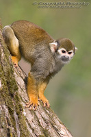 Saimiri sciureus - South American Squirrel Monkey