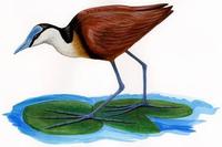 Image of: Actophilornis africanus (African jacana)