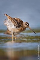 Image of: Limnodromus griseus (short-billed dowitcher)