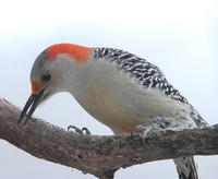 Image of: Melanerpes carolinus (red-bellied woodpecker)