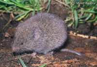 Microtus subterraneus - European Pine Vole