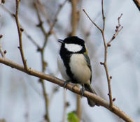 Image of: Parus major (great tit)