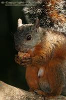 Sciurus variegatoides - Variegated Squirrel