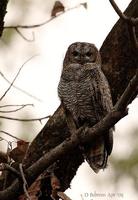 Image of: Strix ocellata (mottled wood owl)
