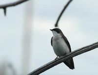 Image of: Tachycineta bicolor (tree swallow)