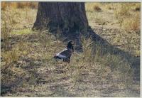 Image of: Terathopius ecaudatus (bateleur)