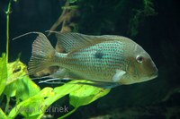 Geophagus surinamensis - Mother-of-pearl Eartheater