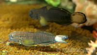 Amblygobius phalaena - Banded Goby