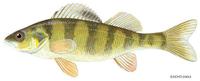 Image of: Perca flavescens (yellow perch)