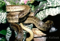 Elaphe dione - Dione Ratsnake