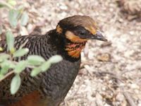 Chestnut-bellied Partridge - Arborophila javanica