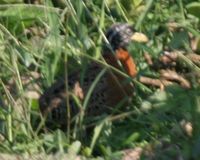 Spotted Buttonquail - Turnix ocellatus