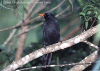 Black Laughingthrush - Garrulax lugubris