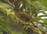 Olive Bulbul - Iole virescens