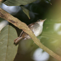 Tanimbar Bush Warbler - Cettia carolinae