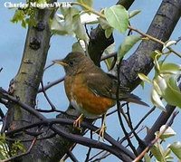 Brown-headed Thrush - Turdus chrysolaus