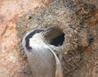 Eastern Rock Nuthatch - Sitta tephronota