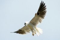 Black shouldered Kite