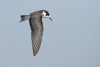 Black Tern (Chlidonias niger) photo