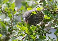 Common Cactus-Finch (Geospiza scandens) photo