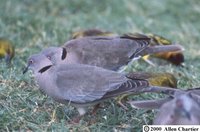 African Mourning Dove - Streptopelia decipiens