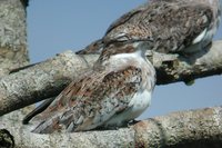 Sand-colored Nighthawk - Chordeiles rupestris