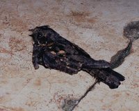 Montane Nightjar - Caprimulgus ruwenzorii