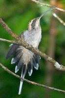 Scale-throated Hermit - Phaethornis eurynome