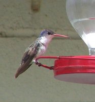 Violet-crowned Hummingbird - Agyrtria violiceps