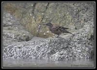 Peruvian Seaside Cinclodes - Cinclodes taczanowskii