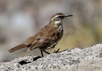 Stout-billed Cinclodes - Cinclodes excelsior