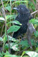 Large-tailed Antshrike - Mackenziaena leachii