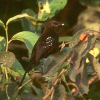 Mato Grosso Antbird - Cercomacra melanaria