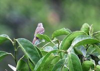 Yellow-crowned Tyrannulet - Tyrannulus elatus