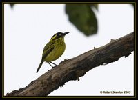 Yellow-browed Tody-Flycatcher - Todirostrum chrysocrotaphum