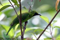 Greater Green Leafbird - Chloropsis sonnerati