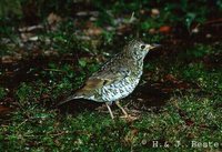 Olive-tailed Thrush - Zoothera lunulata