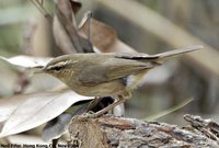 Dusky Warbler - Phylloscopus fuscatus