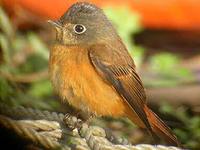 Ferruginous Flycatcher - Muscicapa ferruginea