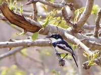 Chinspot Batis - Batis molitor