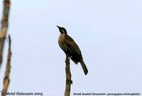 Streak-headed Honeyeater - Pycnopygius stictocephalus