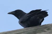 Fish Crow - Corvus ossifragus