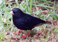 Variable Indigobird - Vidua funerea