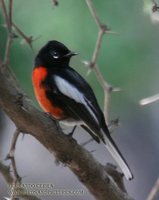 Painted Redstart - Myioborus pictus