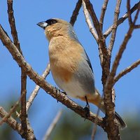 Cinnamon Tanager - Schistochlamys ruficapillus