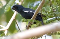 Cuban Bullfinch - Melopyrrha nigra