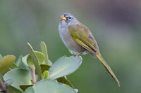 Pale-throated Serra-Finch - Embernagra longicauda