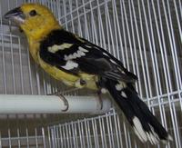 * Golden Bellied Grosbeak