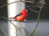 Scarlet Tanager