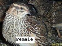 Dark Range Quail - one of the jumbo Coturnix